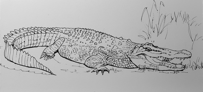 lineranimal